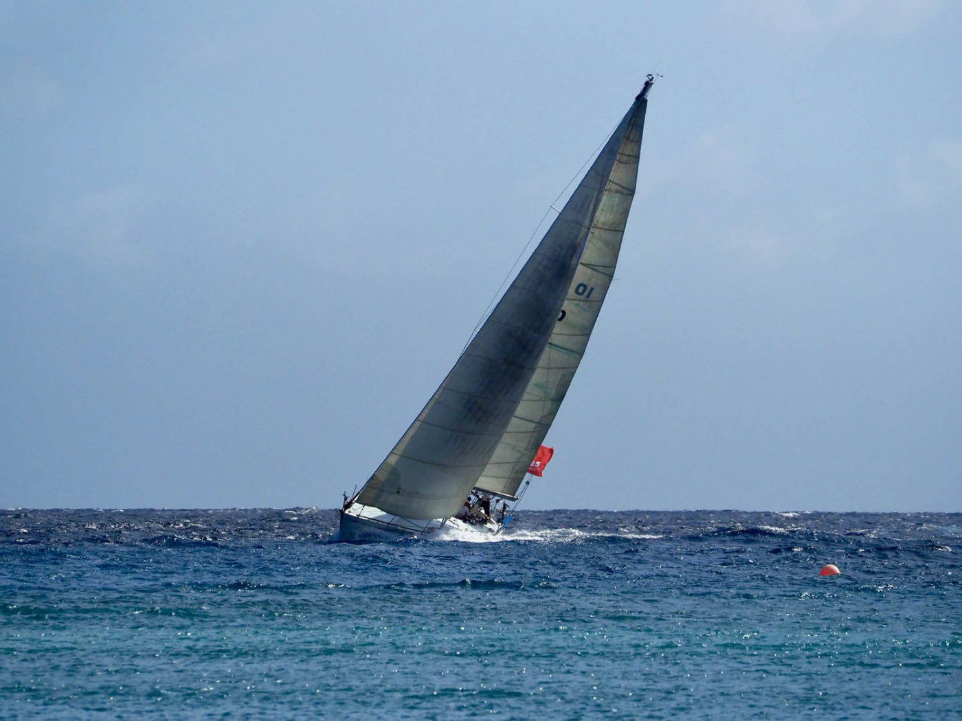 AMROVITO SAIL FOR THE ROSES