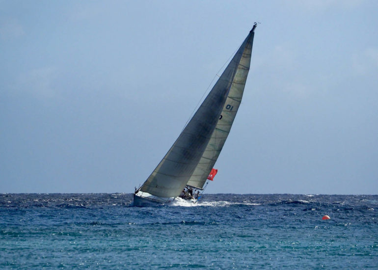 AMROVITO SAIL FOR THE ROSES